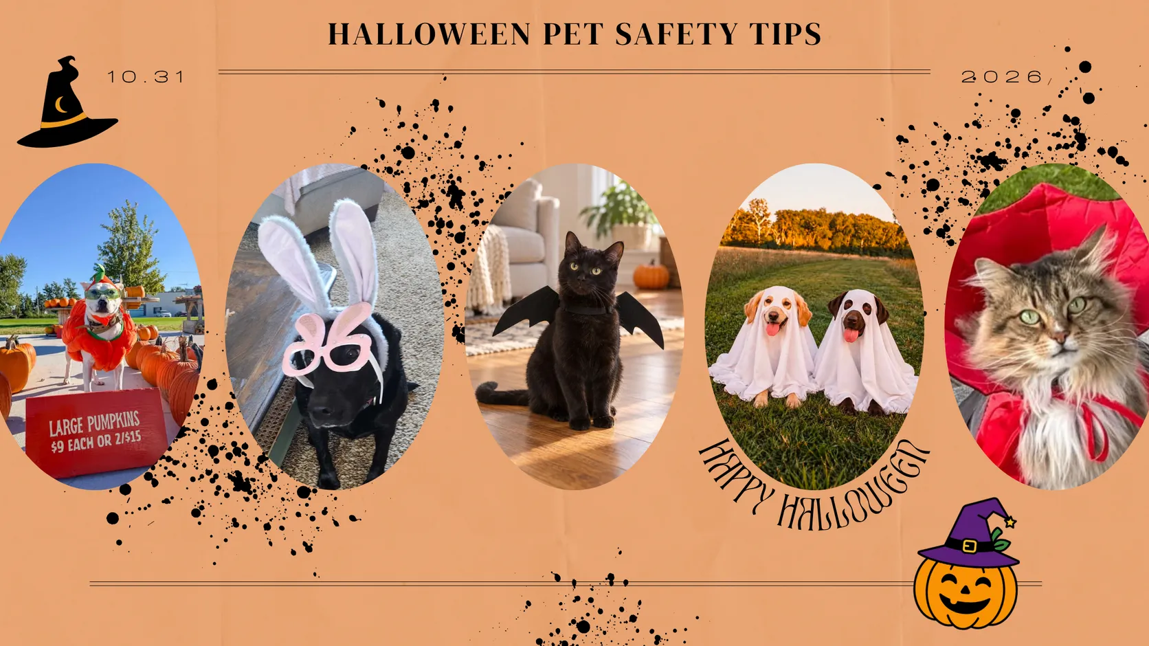 Halloween pet safety tips graphic with photos of dogs and cats in costumes, including a black cat with bat wings and two dogs dressed as ghosts, beside a jack-o'-lantern