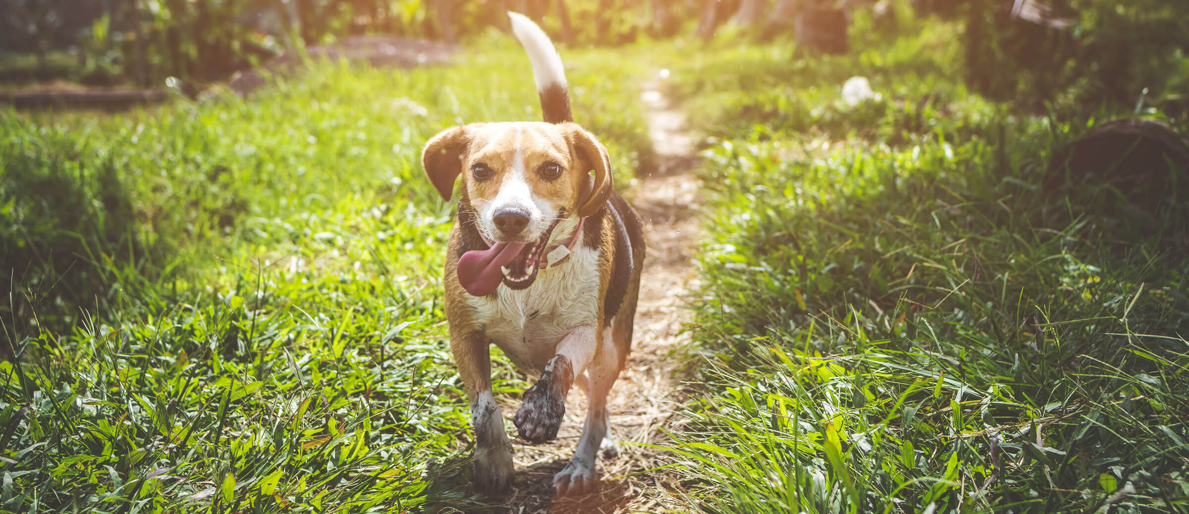 beagle-running